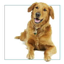 Pet Dogs welcome at Honey Buzzard Barn nr Falmouth Cornwall TR109JH